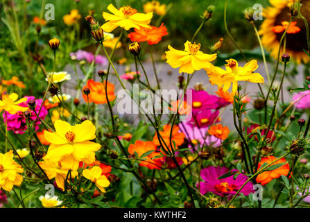 Floral background avec daisy colorés comme Zinnia fleurs Banque D'Images