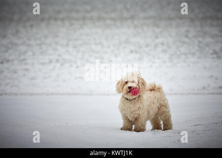 Bichon havanais blanc chien dans la neige paysage avec boule rouge et regarder Banque D'Images