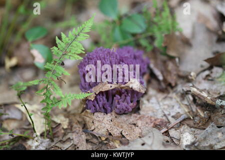 Champignons Corail Magenta [Clavaria zollingeri]. Banque D'Images