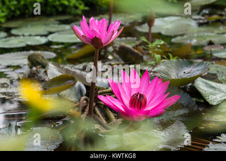 Deux fleurs de lotus sur l'eau et des feuilles dans l'étang du parc jardin Banque D'Images
