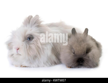 Lapins nains in front of white background Banque D'Images