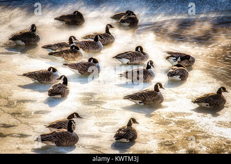 Les Bernaches du Canada dans le pèlerin d'un étang à vapeur au cours d'une journée d'hiver du Wisconsin sous zéro. Banque D'Images