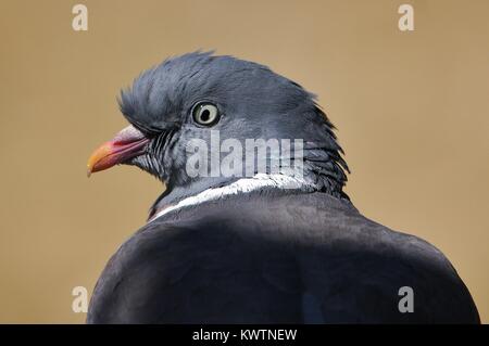 Pigeon ramier jusqu'Fermer Banque D'Images