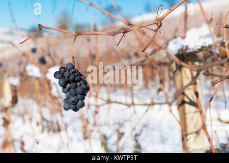 Bouquet de l'hiver, les raisins, l'arrière-plan de la vue sur les vignobles des Langhe hills avec Neige Piémont Italie Banque D'Images