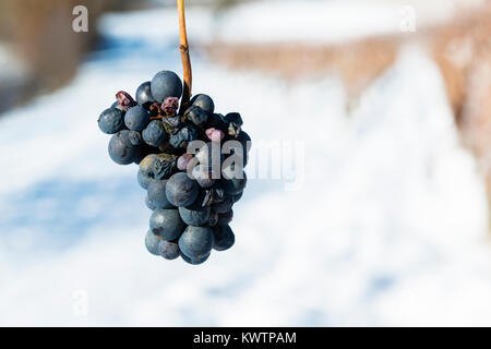 Bouquet de l'hiver, les raisins, l'arrière-plan de la vue sur les vignobles des Langhe hills avec Neige Piémont Italie Banque D'Images