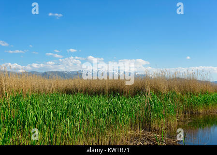 Roseaux vert et jaune dans un étang sous un ciel bleu Banque D'Images