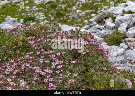 Potentilla nitida. Cinquefoglia delle Dolomiti. Fleurs alpines dans les Dolomites. Alpes italiennes. Europe. Banque D'Images