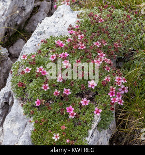 Potentilla nitida. Cinquefoglia delle Dolomiti. Fleurs des Alpes dans les Dolomites. Banque D'Images