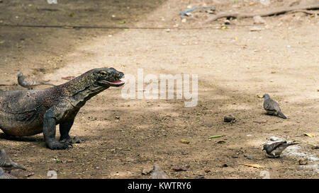 Dragon de Komodo, bouche ouverte, exclu des colombes, Loh Buaya Komodo, Rinca Island NP, Indonésie Banque D'Images