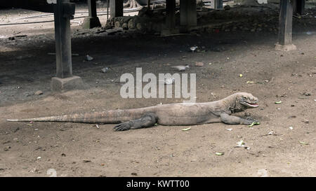 Dragon de Komodo, bouche ouverte avec des barreaux aux colombes près de la cabine du gardien, Loh Buaya Komodo, Rinca Island NP, Indonésie Banque D'Images