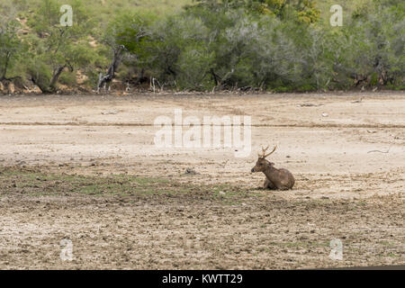 Timor oriental (cerfs Rusa timorensis) reposant près de la rive du Loh Buaya Parc National de Komodo, Rinca Island, West Flores, Indonésie Banque D'Images