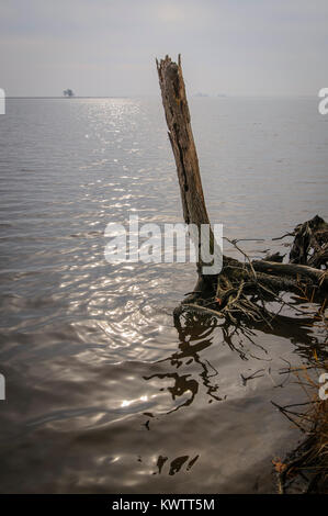 Blackwater National Wildlife Refuge, Cambridge, Maryland, USA Banque D'Images