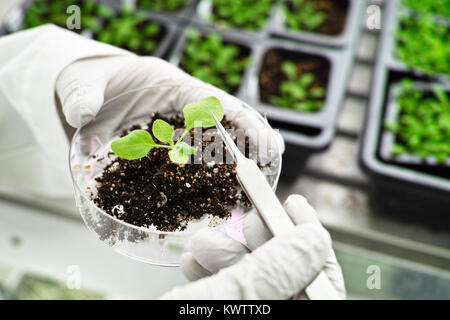 Les plantes de la recherche chambre de croissance Banque D'Images