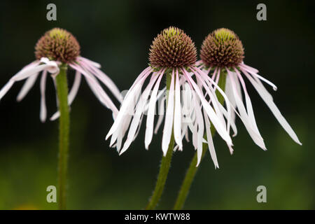 Echinacea pallida 'Hula Dancer' fleur. Coneflower Banque D'Images