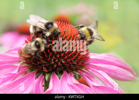 Echinaceas avec trois abeilles sur la belle journée d'été dans le jardin de l'Estonie la collecte du pollen Banque D'Images