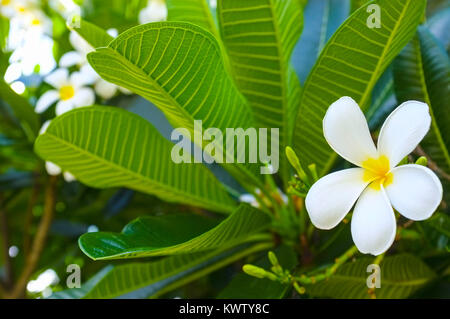 Plumeria alba fleur sur l'arbre. Banque D'Images