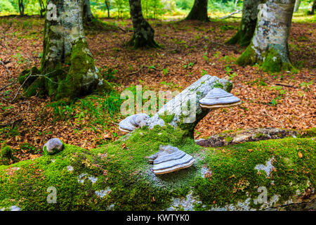 L'Amadou Fomes fomentarius (champignon) dans un cimetière Beechwood. Banque D'Images