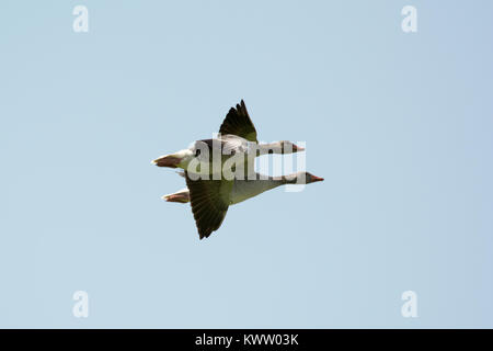 Oie cendrée volant au-dessus du lac (voir Rietzer Rietz), une réserve naturelle près de la ville de Brandebourg dans le nord-est de l'Allemagne Banque D'Images