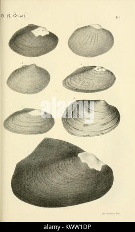 Une collection de la bibliothèque conchologique, présentant diverses coquilles et leur classification dans le domaine de la malacologie. Cette ressource est précieuse pour la recherche sur les espèces de coquillages et la vie marine. Banque D'Images