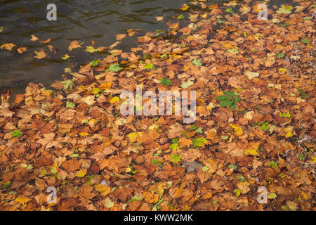 Windsor, Royaume-Uni. 22 octobre, 2017. Un tapis de feuilles de l'automne flotte sur la Tamise. Banque D'Images