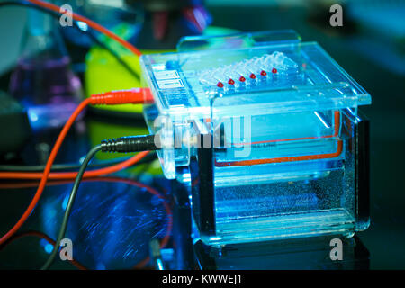 Des échantillons d'ADN amplifié chargement de gel d'agarose avec pipette multicanaux Banque D'Images