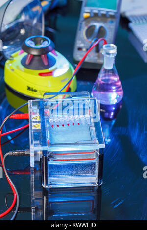 Des échantillons d'ADN amplifié chargement de gel d'agarose avec pipette multicanaux Banque D'Images