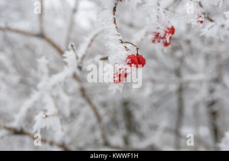 Branche de l'arbre en boule avec grappe de fruits mûrs rouges et recouverte de glace en hiver Banque D'Images