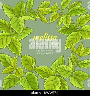 Melissa branches vector image sur fond couleur Illustration de Vecteur