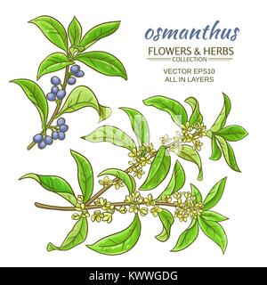 Branches d'osmanthus vector set sur fond blanc Illustration de Vecteur