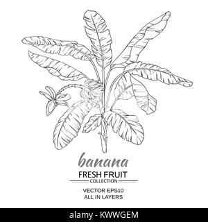 Bananier vector illustration sur fond blanc Illustration de Vecteur