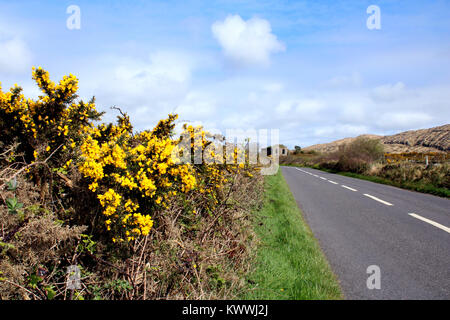 Gorse jaune sortant des buissons sur une longue étendue de route irlandaise Banque D'Images