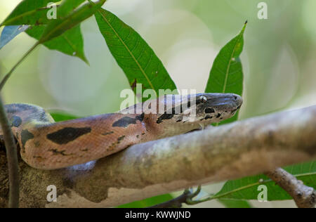 Boa malgache, Madagascar Rez Boa (Acrantophis madagascariensis, Boa madagascariensis), portrait, Madagascar, Nosy Be, Lokobe Reserva Banque D'Images