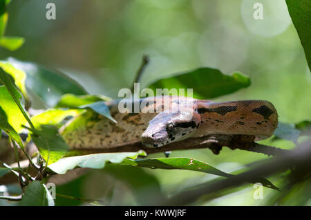 Boa malgache, Madagascar Rez Boa (Acrantophis madagascariensis, Boa madagascariensis), portrait, Madagascar, Nosy Be, Lokobe Reserva Banque D'Images