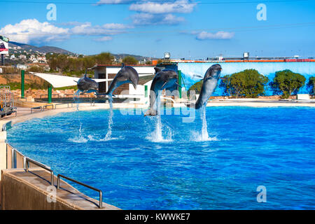 Les dauphins au Zoo de l'Attique, Athènes, Grèce Banque D'Images