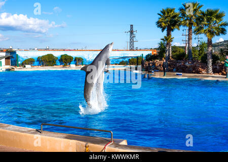 Les dauphins au Zoo de l'Attique, Athènes, Grèce Banque D'Images