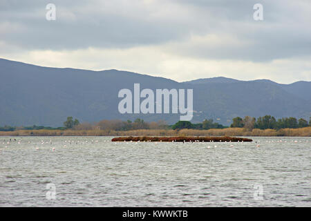 Flamants Roses dans le WWF parc naturel de Orbetello, lagune, Toscane, Italie Banque D'Images