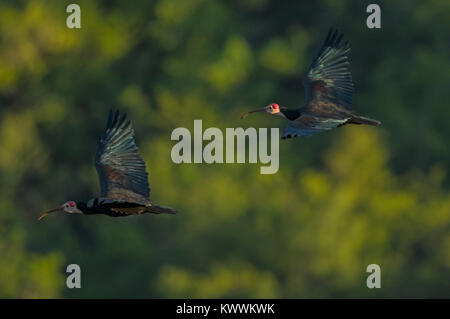 Deux Le sud de l'ibis chauves (Geronticus calvus) adulte en vol Banque D'Images