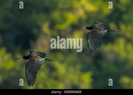 Deux Le sud de l'ibis chauves (Geronticus calvus) adulte en vol Banque D'Images