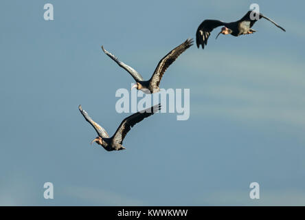 Le sud de l'ibis chauves (Geronticus calvus), deux adultes et un juvénile en vol Banque D'Images