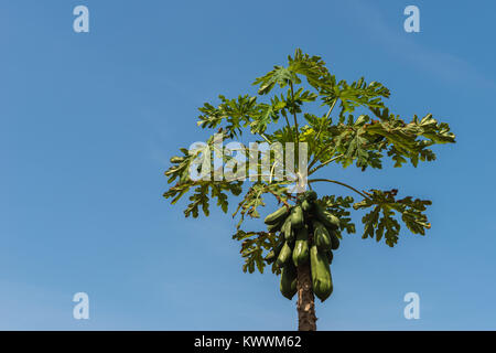 Papaya tree et les fruits, l'agriculture en Anloga, Région de la Volta, au Ghana, l'Afrique Banque D'Images