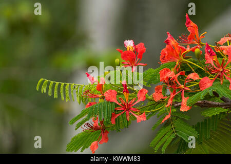 La floraison Royal Poinciana, flamboyant (Delonix regia), l'un de plusieurs arbres connus sous le nom de Flame Tree, Banque D'Images