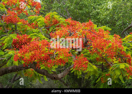 La floraison Royal Poinciana, flamboyant (Delonix regia) avec les gousses noires, l'une de plusieurs arbres connus sous le nom de Flame Tree, Banque D'Images
