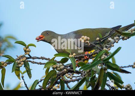 Pigeon vert africain (Treron calvus), manger des figues, Columbidae Banque D'Images