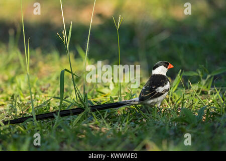 Pin-tailed Whydah (Vidua macroura), homme sur le terrain, Viduidae Banque D'Images