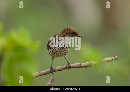 Adossé à la violette Starling (Cinnyricinclus leucogaster ssp. verreauxi), femme, Sturnidae Banque D'Images