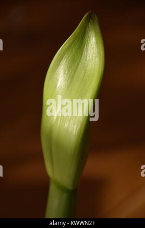 Close-up d'un bulbe Amaryllis Banque D'Images