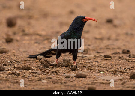 Le bois vert huppe fasciée (Phoeniculus purpureus) marwitzi sur le terrain Banque D'Images