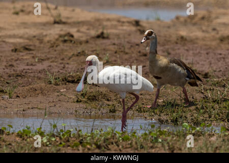 Spatule d'Afrique (Platalea alba) et Egyptian goose (Alopochen aegyptiacus) Banque D'Images