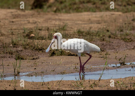 Spatule d'Afrique (Platalea alba) marcher dans l'eau Banque D'Images