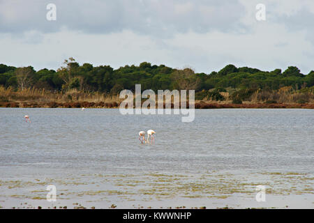 Flamants Roses dans le WWF parc naturel de Orbetello, lagune, Toscane, Italie Banque D'Images